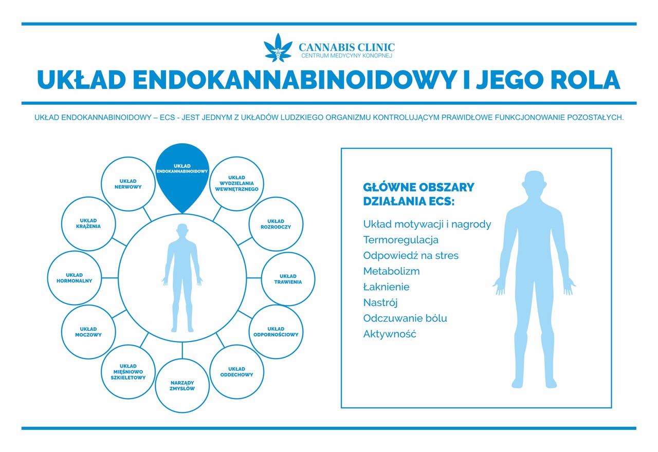 układ endokannabinoidowy_Cannabis Clinic